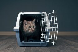 Shutterstock 1070158811
