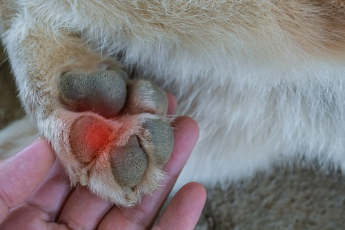 pates de chien brulés