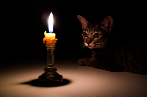 chat s'approchant d'un flamme