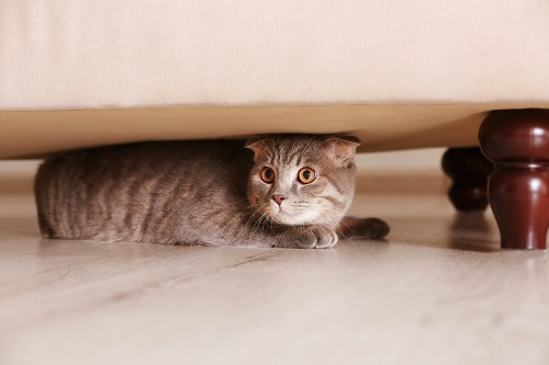 chat se cachant sous un fauteuil
